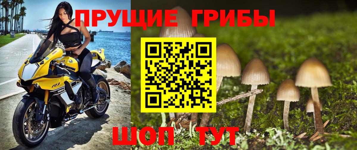 Тавда  Галлюциногенные грибы GOLDEN TEACHER  купить наркоту  Псилоцибиновые грибы MAGIC MUSHROOMS  Вход с VPN 